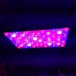 SUNRAISE 1000W LED Grow Light Full Spectrum for Indoor Plants