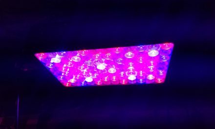 SUNRAISE 1000W LED Grow Light Full Spectrum for Indoor Plants