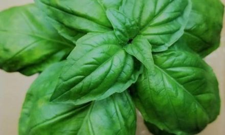 Green Gardens Of North Bay