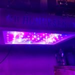600W Honorsen Full Spectrum Led Grow Light with Veg and Bloom Switch