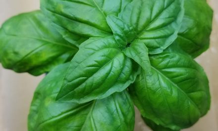 Sweet Basil (Ocimum basilicum)